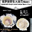 *15cm+-* 俄罗斯野生扇贝 Russian Wild-Caught Jumbo Scallops